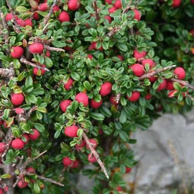 Arborix Zwergmispel Cotoneaster microphyllus als immergrüner Zierstrauch im Container - Bild 1