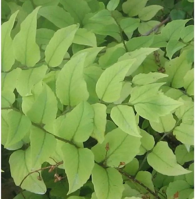 Cyrtomium fortunei Sichelfarn als grüne Zimmerpflanze oder Gartenpflanze im Topf - Bild 1