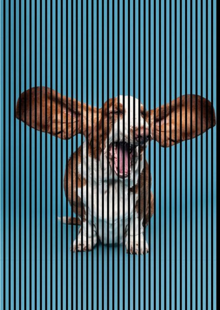 FN Acustico Akustikplatte Dog 1 in Bunt aus PET und MDF mit Klebefolie, H x B x T: 2.400 x 1.693 x 19 mm