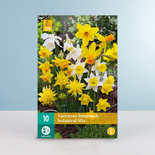 Botanischer Narzissen Mix von BLUME2000 mit 10 Zwiebeln für deinen Garten - Bild 1