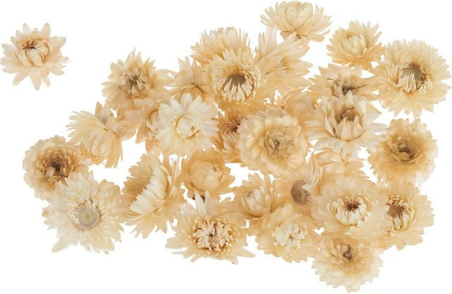 Getrocknete Strohblumenköpfe von VBS in Creme und Beige aus Naturmaterial - Bild 1