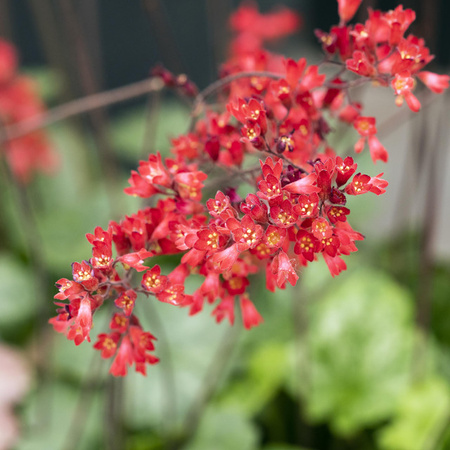 3er Set BIO Heuchera Purpurglöckchen Leuchtkäfer Stauden