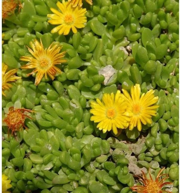 Gelbes Mittagsblümchen Delosperma nubigenum als gelbe Bodendecker-Staude für den Garten - Bild 1