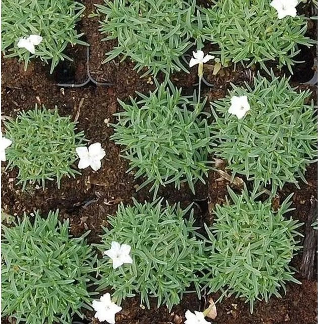 Pfingstnelke La Bourboule Albus Dianthus gratianopolitanus weiß als mehrjährige Bodendecker-Pflanze für Steingärten und Naturgärten - Bild 1