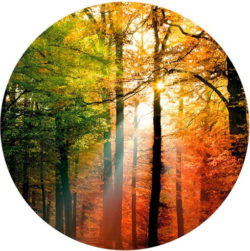 K&L Wall Art Vliestapete Runde Vliestapete Goldener Herbst Natur Wald, mehrfarbig, matt, B: 236 cm, H: 236 cm - Bild 1