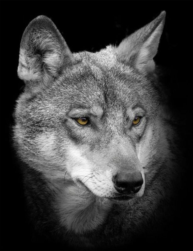 Bönninghoff Keilrahmenbild Wolf Leinwand in Schwarz Weiß Grau B/H: 46 x 61 cm - Bild 1