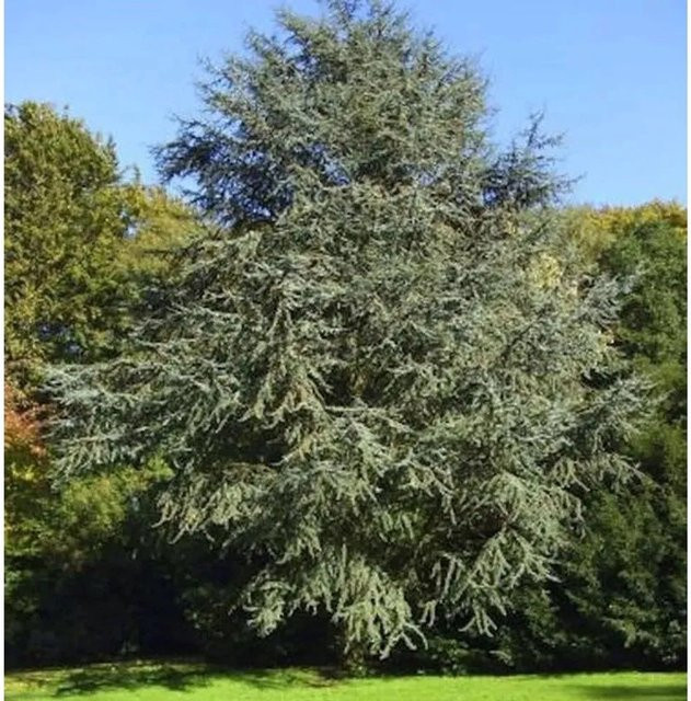 Blaue Atlaszeder Cedrus atlantica in Blau, Höhe: 40-60 cm - Bild 1