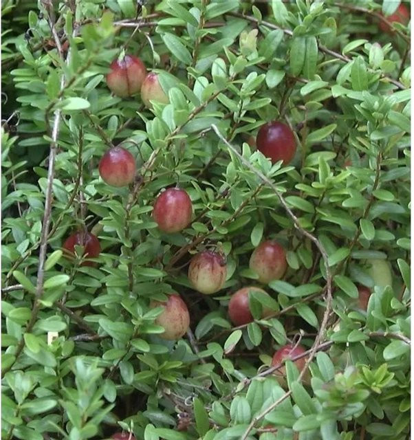Großfrüchtige Moosbeere Cranberry Vaccinium macrocarpon rote Beeren als Strauch für den Garten - Bild 1