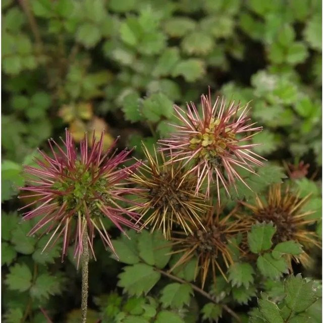 Acaena microphylla Stachelnüßchen Grüner Zwerg - Immergrüne Bodendecker-Staude für Steingärten und Outdoor-Bereiche - Bild 1