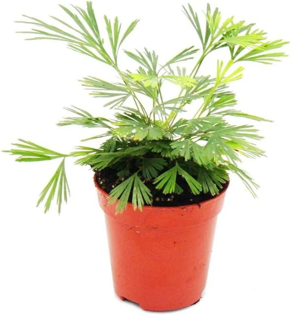 Exotenherz Minipflanze Actiniopteris Australis Palmwedelfarn in 5,5 cm Topf, Grün - Bild 1