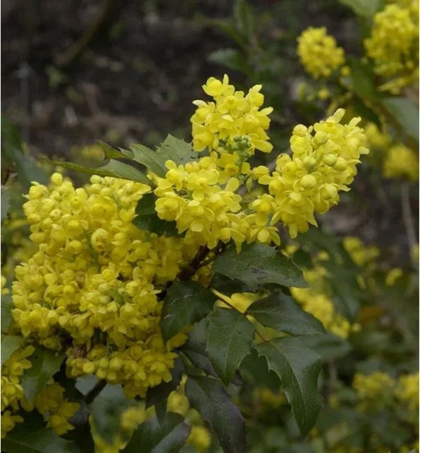 Mahonia aquifolium Strauch mit gelben und purpurschwarzen Blüten von Nr-01.de - Bild 1