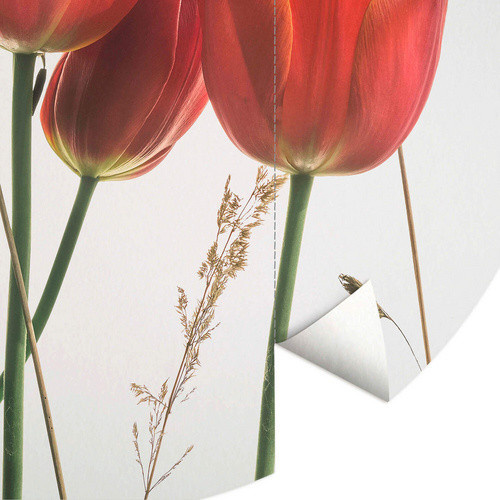 K&L Wall Art Vliestapete Kadam Rote Tulpene, florale Wandgestaltung in Mehrfarbig, matt, B/H: 284 x 284 cm - Bild 2