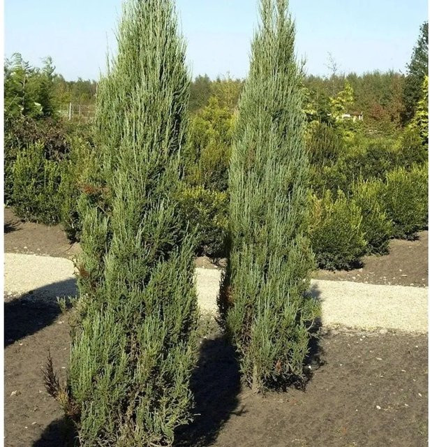 Blauer Raketenwacholder Juniperus scopulorum in Blau und Grün für deinen Garten - Bild 1