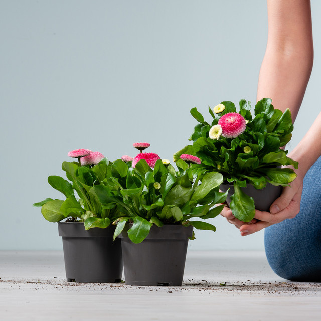 3er Set Bellis perennis Gänseblümchen von BLUME2000 als Staude für Balkon und Gartenbeete - Bild 1