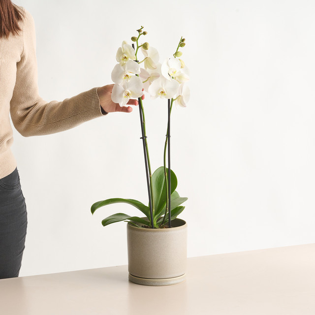 Weiße Phalaenopsis Orchidee von Blume2000 in der Tischgröße - Bild 1