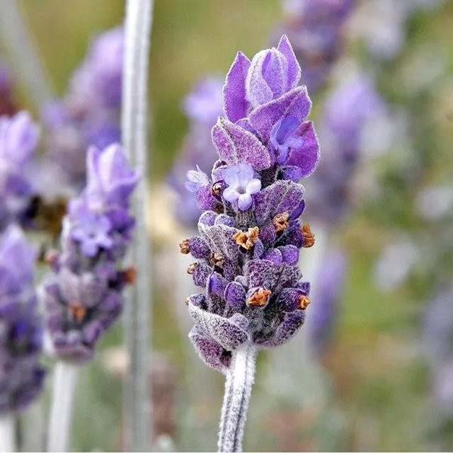 6er Set Arborix Provence-Lavendel Grappenhall Lavandula intermedia in 9cm Töpfen mit duftenden violetten Blüten - Bild 1