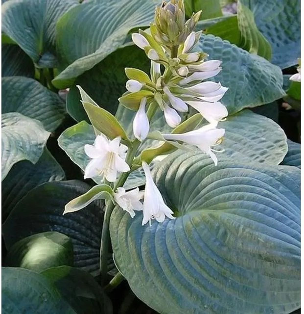 Hosta sieboldiana Bressingham Blue Funkie als blauer Bodendecker von Nr-01.de - Bild 1