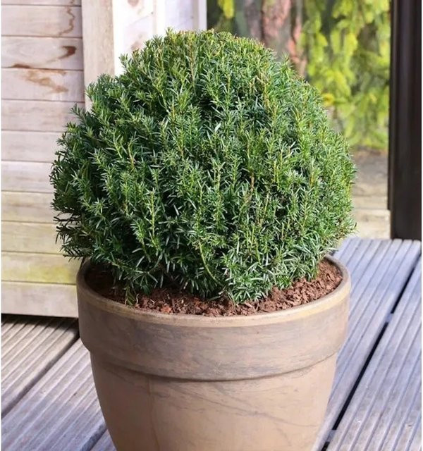 Kugelschnitt Eibe Taxus baccata grün Nr-01.de Höhe: 35 cm - Bild 1