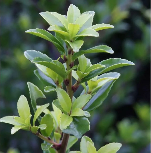 Hochstamm Chinesische Hecke Ilex maximowicziana kanehirae, Grün, Höhe: 80-100 cm - Bild 1