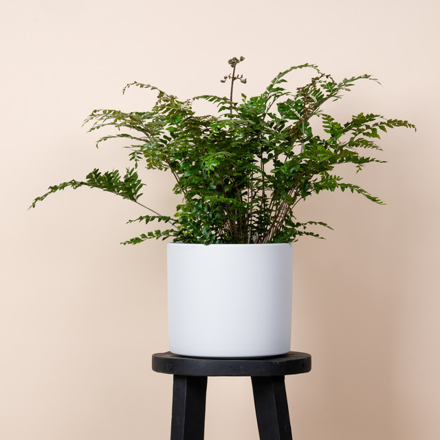 Minimalistischer Keramik Übertopf von BLUME2000 in Weiß, Tischmodell, Höhe: 21,5 cm, Breite: 23,0 cm, Tiefe: 21,0 cm - Bild 1