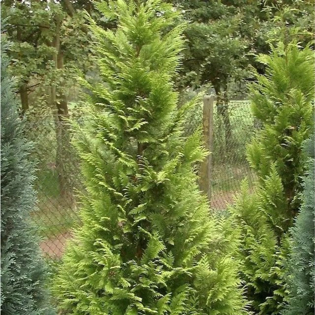 Garten Zypresse Sunny Kiss Green Chamaecyparis awsoniana in der Höhe 40-60 cm - Bild 1