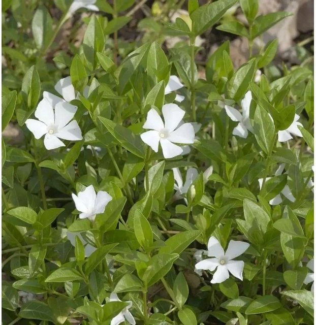 10x Kleinblättriges Immergrün Alba Vinca minor mit weißen Blüten für den Garten - Bild 1
