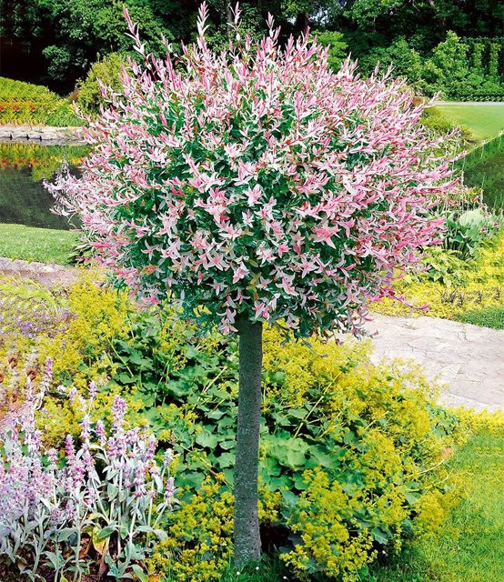 Salix-Stämmchen Hakuro Nishiki Weidenart mit buntem Laub - Bild 1