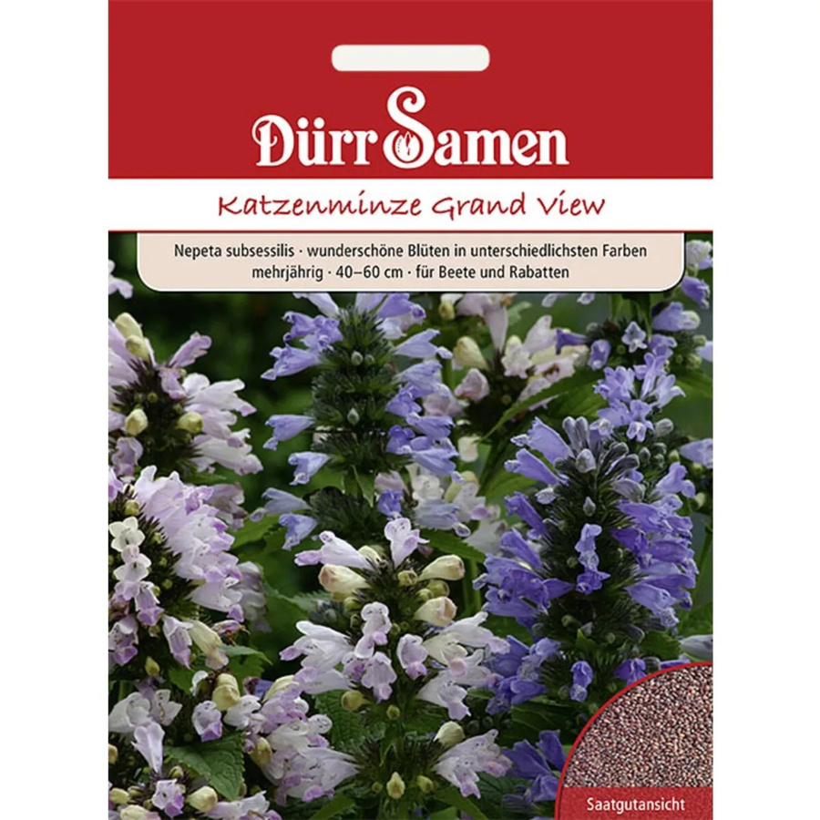 Dürr Samen Nepeta Subsessilis Katzenminze Grand View Mehrjähriges Saatgut für Garten und Steingärten - Bild 2