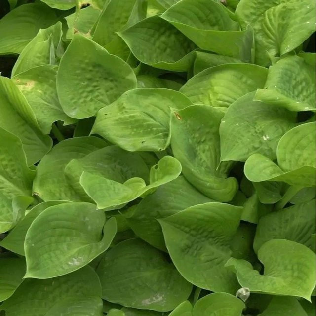Funkie Abby Hosta cultorum Grüne Staude für den Garten - Bild 1