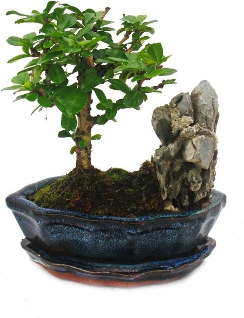 Exotenherz Bonsai Fukientee Carmona Microphylla Felslandschaft mit weißen Blüten, ca. 6 Jahre alt - Bild 1