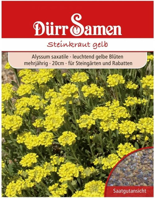 Dürr Alyssum Saxatile Steinkraut Saatgut für Steingärten, Beete und Rabatten - Bild 1