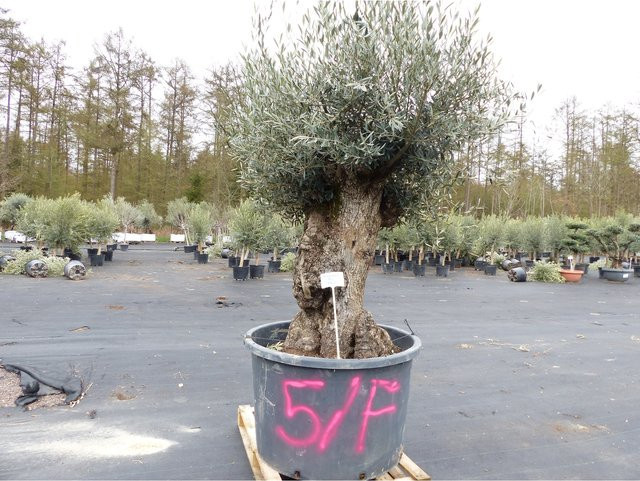 Winterharte Olea Europaea Olive von Grünwaren, 250 cm, knorriger Olivenbaum in Grün - Bild 1
