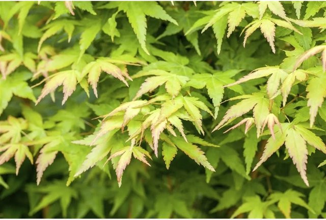 Acer Palmatum Bi-Hoo Japanischer Ahorn mit gelber Rinde, Höhe: 80–100 cm - Bild 1
