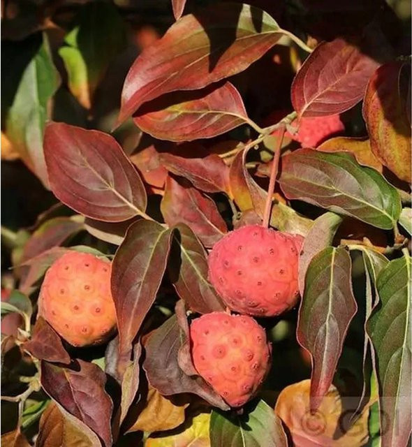 Japanischer Blumenhartriegel Cappucino Cornus kousa Zierstrauch in Grün, Weiß und Mehrfarbig, Höhe: 30-40 cm - Bild 1