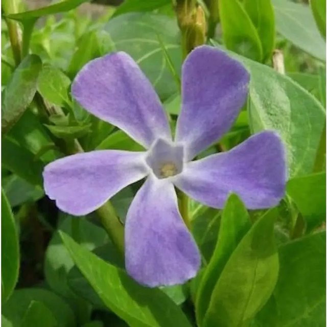 Vinca balcanica Balkan Immergrün - Mediterrane Staude von Nr-01.de - Bild 1