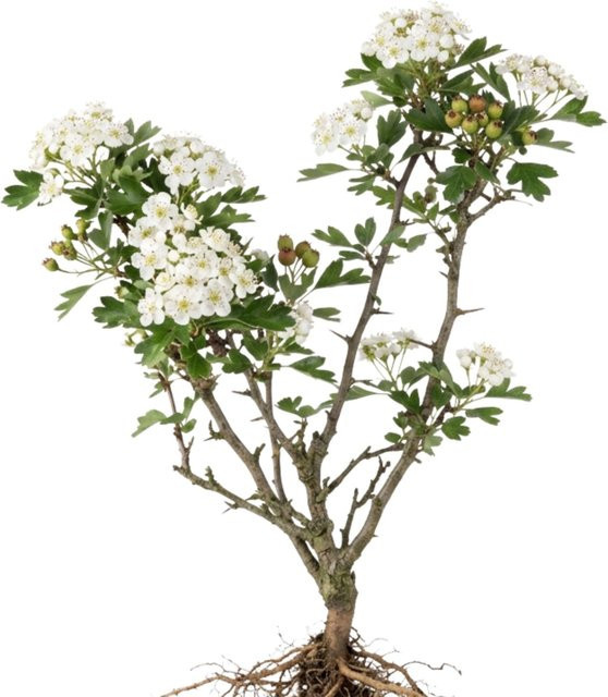 LaCaTho Weißdorn Samen Crataegus Monogyna für Bienenweide und Heckenstrauch, 250 Stück - Bild 1