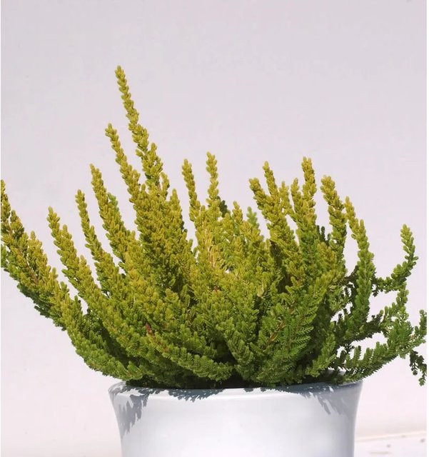10x Calluna vulgaris Knospenheide Gardengirls Zeta in Lila - Bild 1