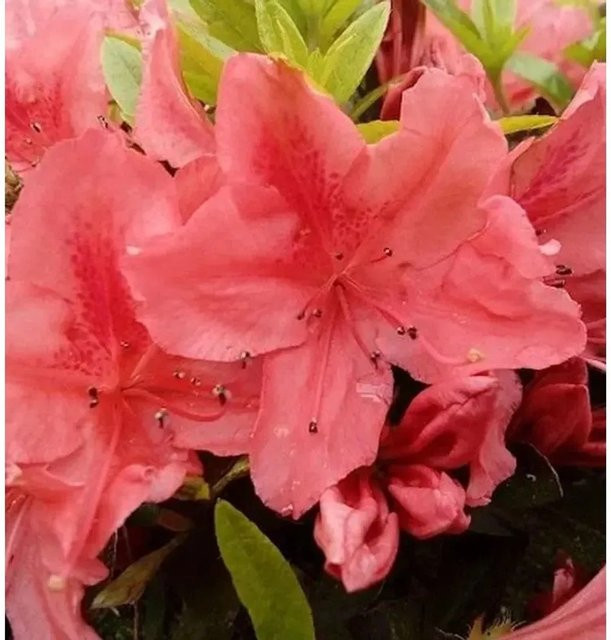 Kriechende Immergrüne Zwerg Azalee Komodo Rhododendron nakaharai in Pink, Höhe: 40-50 cm - Bild 1