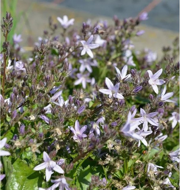 Campanula poscharskyana Glockenblume Lisduggan Variety lila mehrjährige Staude für Garten und Steingarten - Bild 1