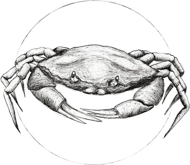 Komar Wandbild Crab in White, Poster aus Qualitätsvlies, Breite: 30 cm, Höhe: 40 cm - Bild 1