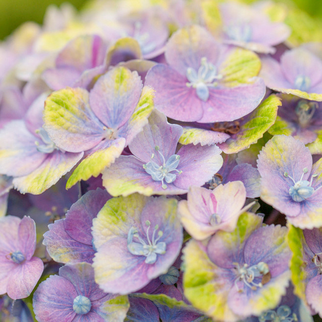 Bauernhortensie Magical Four Seasons Jewel blau von Mein schöner Garten Shop - Bild 1