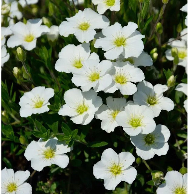 Sandkraut Blizzard Compact Arenaria montana weißer Bodendecker für Steingärten - Bild 1