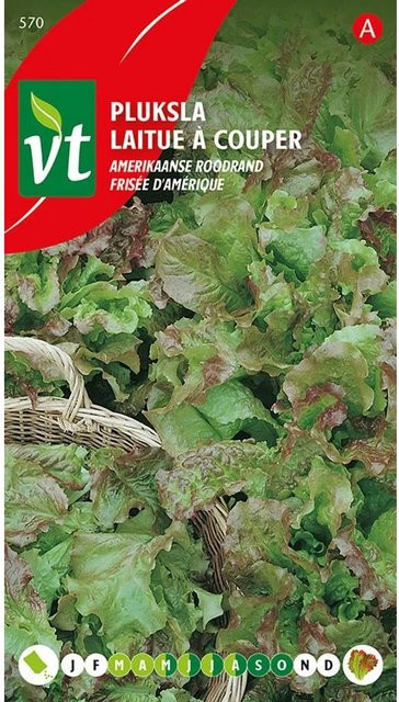 Arborix Kopfsalat American Redhead Saatgut mit rötlichen Blättern, 4 g - Bild 1