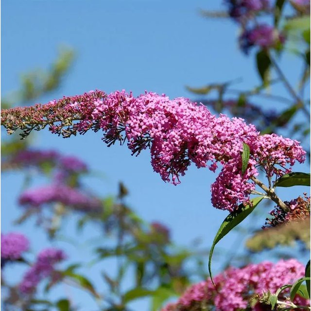 Buddleja davidii Sommerflieder Pink Panther in Pink von Nr-01.de - Bild 1