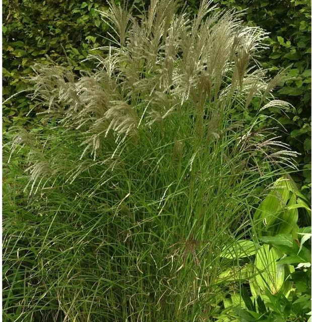 Chinaschilf Kleine Fontäne Miscanthus sinensis Gräser für den Garten in Grün - Bild 1