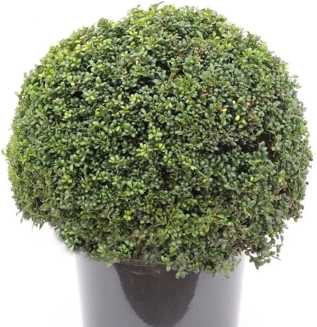 Japanische Stechpalme Ilex Glori Gem als Kugelschnitt Heckenpflanze, grün, Topfgröße 25-30 cm - Bild 1