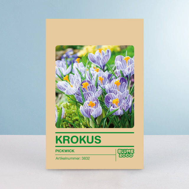Krokus Pickwick Blumenzwiebeln von BLUME2000, 10 Stück - Bild 1