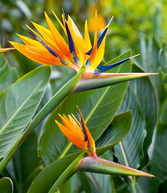 Paradiesvogel-Blume - Bild 1
