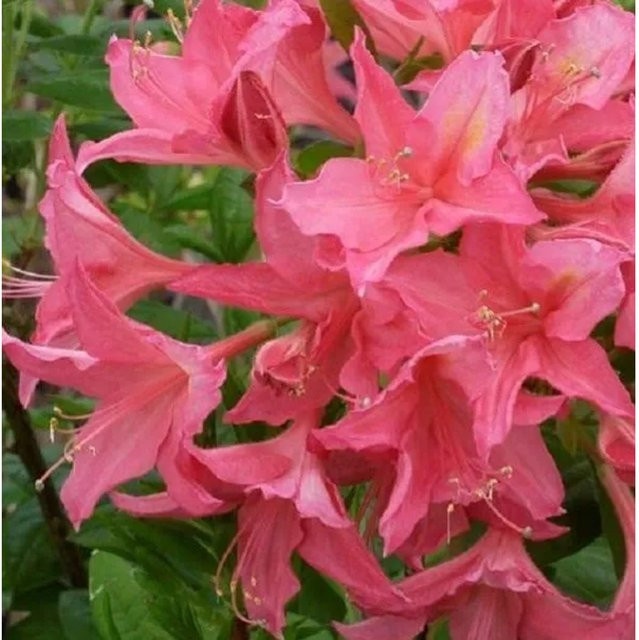 Arborix Azalea mollis Laubabwerfende Azalee in Rosa mit Glockenförmigen Blüten, Höhe: 40 bis 50 cm - Bild 1