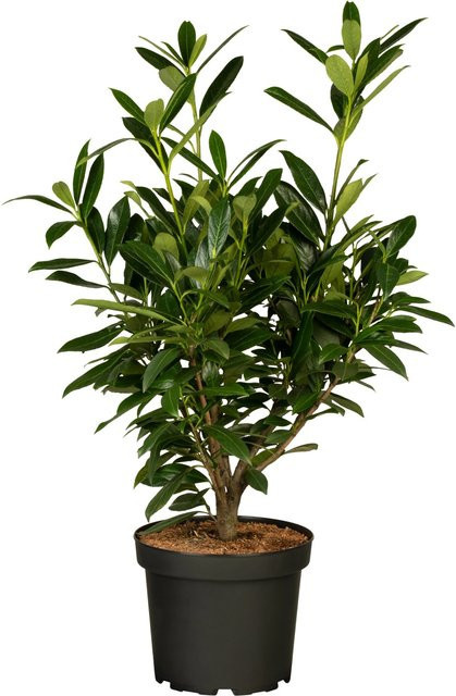 24er Set Kirschlorbeer Genolia Prunus laurocerasus als Sichtschutzhecke für deinen Garten, Höhe: 40 - 60 cm - Bild 1